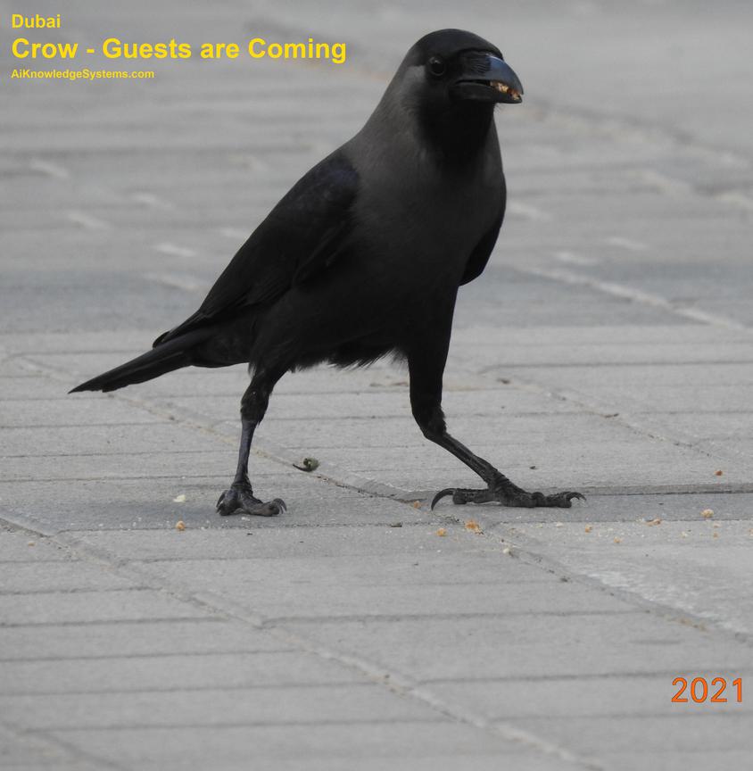 Crow (23) Coming Soon